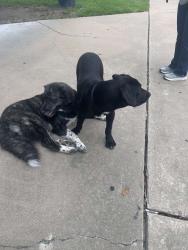 Found/Stray Unknown Dog last seen Chase Bank parking lot, Houston, TX 77084