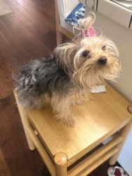 Lost Female Dog last seen Near Fm, Henderson County, TX 75752