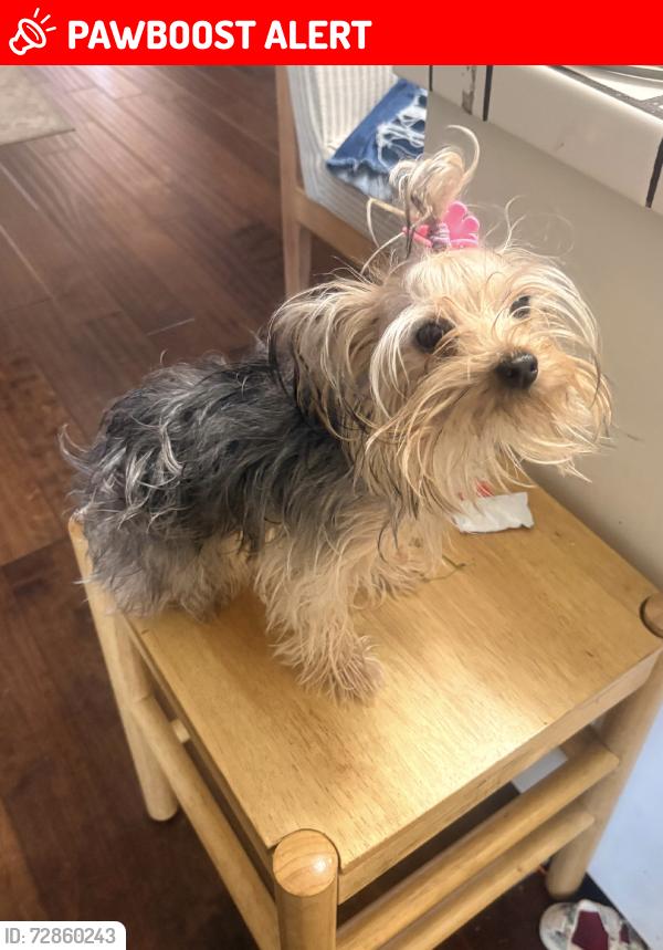 Lost Female Dog last seen Near Fm, Henderson County, TX 75752