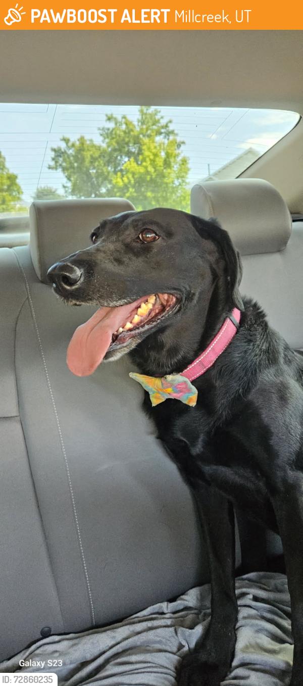 Found/Stray Unknown Dog last seen Oros Dr 1300 E 3900 S, Millcreek, UT 84124