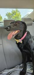 Found/Stray Unknown Dog last seen Oros Dr 1300 E 3900 S, Millcreek, UT 84124
