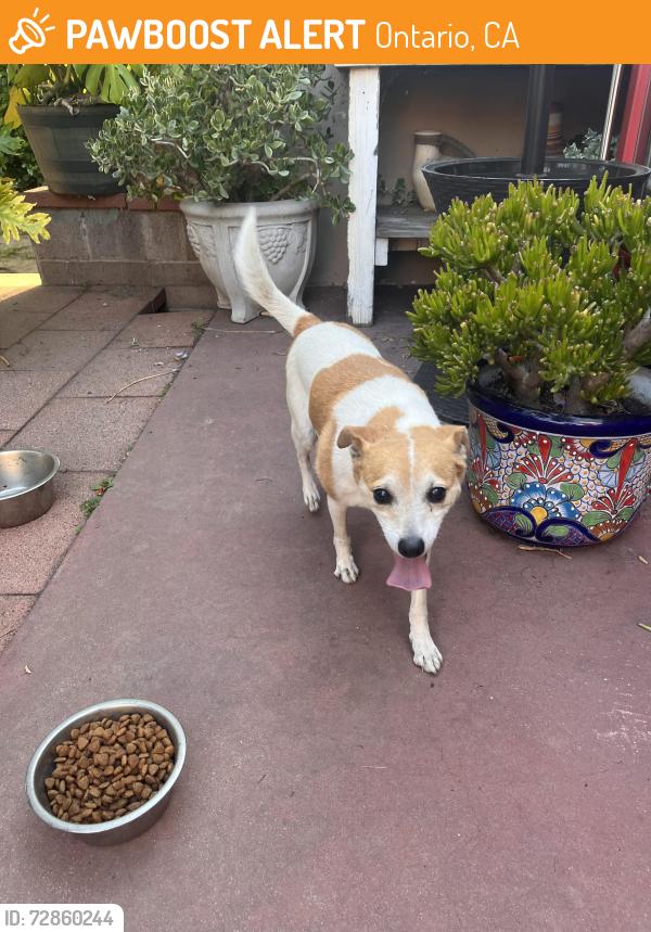 Found/Stray Male Dog last seen San Antonio & 4th ONTARIO CA, Ontario, CA 91762