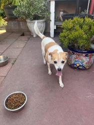 Found/Stray Male Dog last seen San Antonio & 4th ONTARIO CA, Ontario, CA 91762