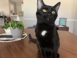 Lost Male Cat last seen New hope rd, Gwinnett County, GA 30045
