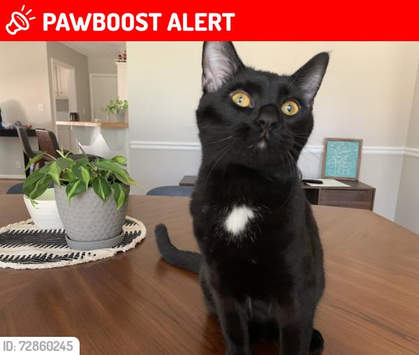 Lost Male Cat last seen New hope rd, Gwinnett County, GA 30045