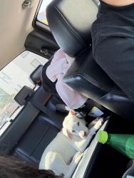 Lost Female Dog last seen Ted Hudson , El Paso, TX 79936