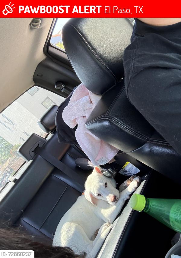 Lost Female Dog last seen Ted Hudson , El Paso, TX 79936