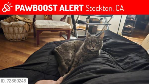 Lost Male Cat last seen Franklin High School, Stockton, CA 95215