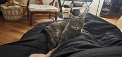 Lost Male Cat last seen Franklin High School, Stockton, CA 95215