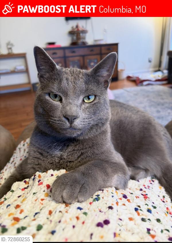 Lost Male Cat last seen Woodlands Neighborhood New Haven, Columbia, MO 65201
