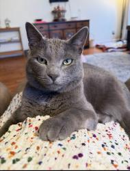 Lost Male Cat last seen Woodlands Neighborhood New Haven, Columbia, MO 65201