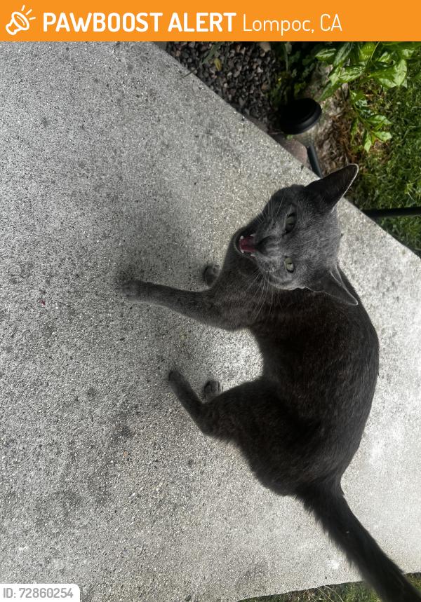 Found/Stray Male Cat last seen N 6th St , Lompoc, CA 93436