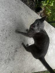 Found/Stray Male Cat last seen N 6th St , Lompoc, CA 93436