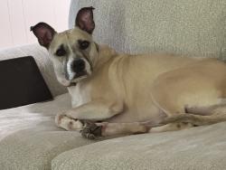 Lost Female Dog last seen 91st and Elm, Broken Arrow, OK 74012