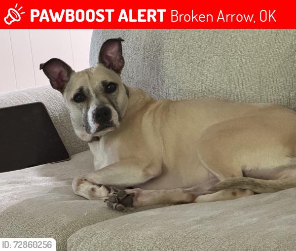 Lost Female Dog last seen 91st and Elm, Broken Arrow, OK 74012