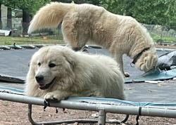 Lost Male Dog last seen Iron mountian rd nc 886, Randolph County, NC 27205