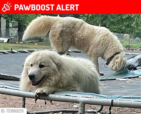 Lost Male Dog last seen Iron mountian rd nc 886, Randolph County, NC 27205