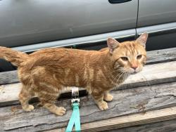 Found/Stray Male Cat last seen Duncan Road, Crystal Lake, and Westminster Road neighborhood, Knoxville, TN 37919