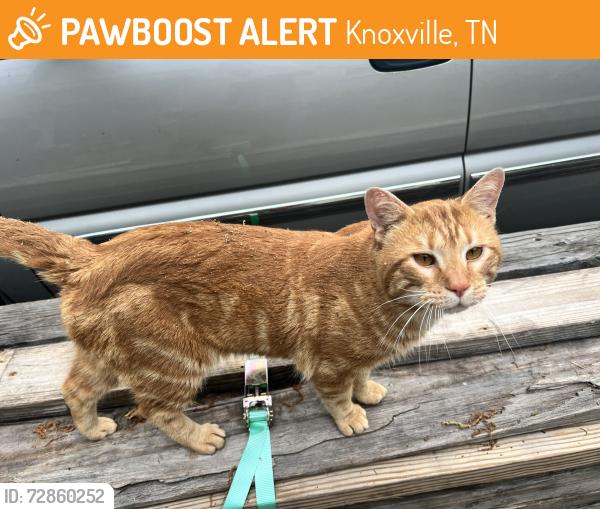 Found/Stray Male Cat last seen Duncan Road, Crystal Lake, and Westminster Road neighborhood, Knoxville, TN 37919