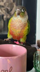 Lost Unknown Bird last seen Vinewood lane and Rockford road, Plymouth, MN 55441