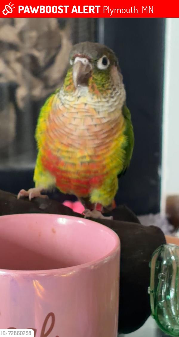 Lost Unknown Bird last seen Vinewood lane and Rockford road, Plymouth, MN 55441