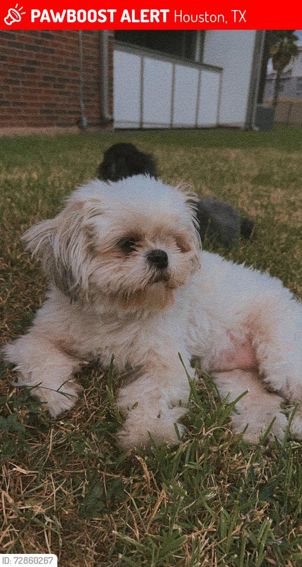 Lost Female Dog last seen Neff st, Houston, TX 77074