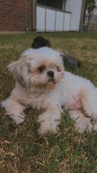 Lost Female Dog last seen Neff st, Houston, TX 77074