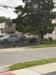 Found/Stray Unknown Dog last seen Rarig and 5th Avenue, went down Rarig, Columbus, OH 43219
