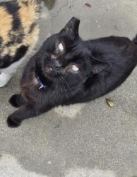 Lost Male Cat last seen Arlington and streeter, Riverside, CA 92504