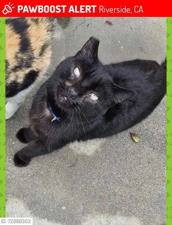 Lost Male Cat last seen Arlington and streeter, Riverside, CA 92504