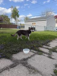 Found/Stray Unknown Dog last seen Near Queen Ave N and 21st, Minneapolis, MN 55411