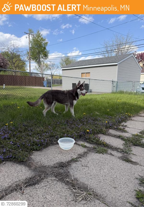 Found/Stray Unknown Dog last seen Near Queen Ave N and 21st, Minneapolis, MN 55411