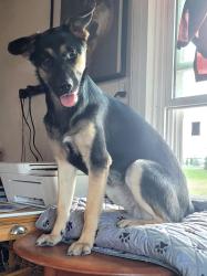 Reunited Female Dog last seen Near S Salem Church Rd, York, PA 17408, USA, York, PA 17408