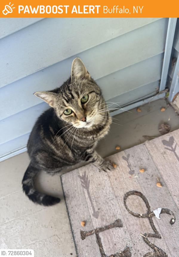 Found/Stray Unknown Cat last seen Corner of Flower St and Bruce st, Buffalo, NY 14214