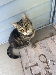 Found/Stray Unknown Cat last seen Corner of Flower St and Bruce st, Buffalo, NY 14214