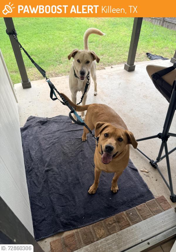 Found/Stray Unknown Dog last seen Stagecoach RD, Killeen, TX 76542