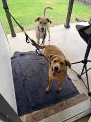 Found/Stray Unknown Dog last seen Stagecoach RD, Killeen, TX 76542