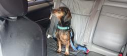 Lost Male Dog last seen W Ponkan rd or w Kelly Park rd, Apopka, FL 32712