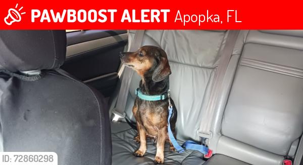 Lost Male Dog last seen W Ponkan rd or w Kelly Park rd, Apopka, FL 32712
