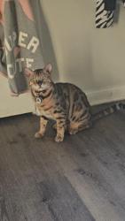 Reunited Male Cat last seen Beverly & pool road, Raleigh, NC 27610
