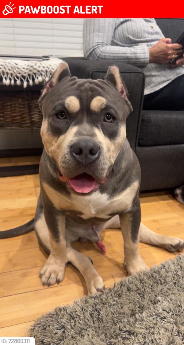 Lost Male Dog last seen Near st 56 ave aldergrove, Langley Township, BC V4W 1J7