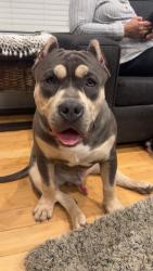 Lost Male Dog last seen Near st 56 ave aldergrove, Langley Township, BC V4W 1J7