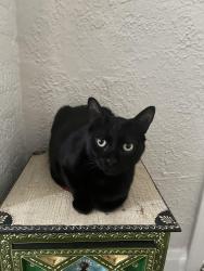 Lost Male Cat last seen pearl st, Jacksonville, FL 32206