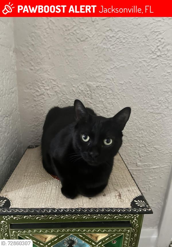 Lost Male Cat last seen pearl st, Jacksonville, FL 32206