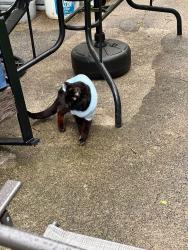Reunited Male Cat last seen Lynnwood Drive and Briarwood Drive, Pittsburgh, PA 15235