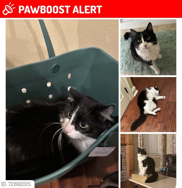 Lost Male Cat last seen Friendship Rd/Buck Carroll Rd, Livingston Parish, LA 70785