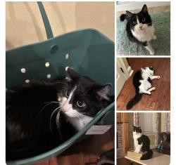 Lost Male Cat last seen Friendship Rd/Buck Carroll Rd, Livingston Parish, LA 70785