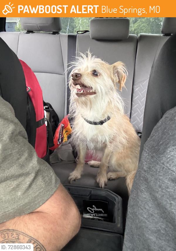 Rehomed Female Dog last seen 40hwy and turkey hollow road, blue springs lake area, Blue Springs, MO 64015