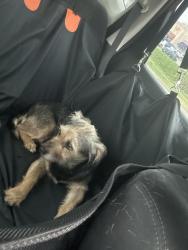 Found/Stray Female Dog last seen W Lynn Creek Dr, Arlington, TX 76001