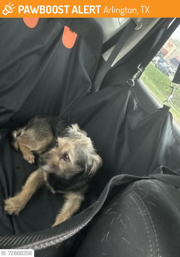 Found/Stray Female Dog last seen W Lynn Creek Dr, Arlington, TX 76001